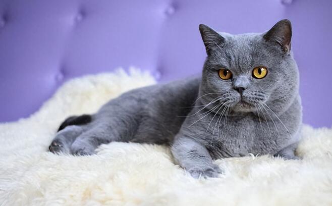 猫咪图片 猫咪图片品种大全
