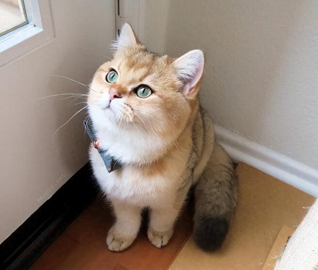 猫咪图片 猫咪图片品种大全