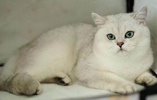 猫咪图片 猫咪图片品种大全