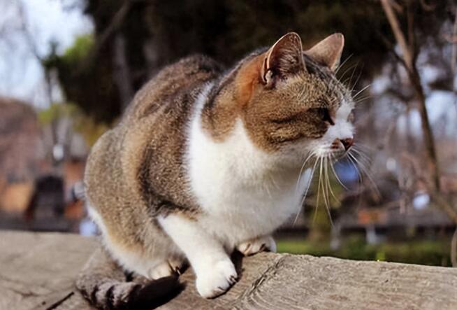 猫咪图片 猫咪图片品种大全