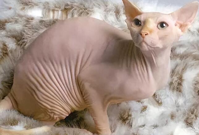 猫咪图片 猫咪图片品种大全