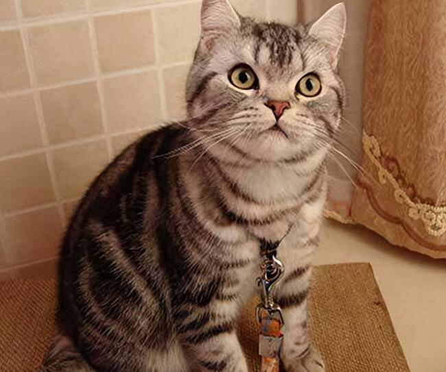 猫咪图片 猫咪图片品种大全