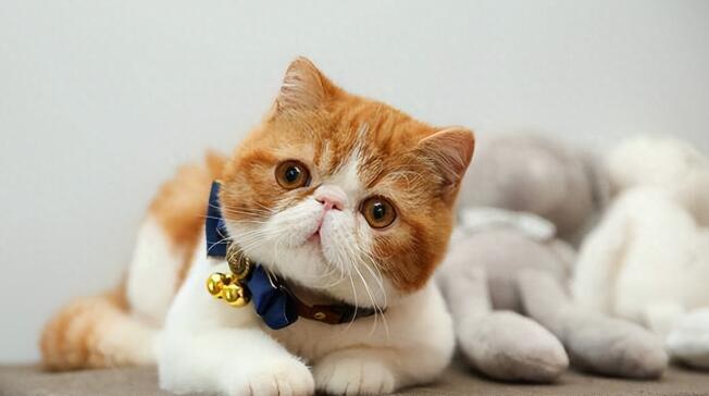 猫咪图片 猫咪图片品种大全