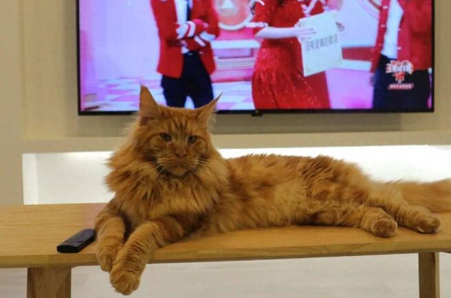 猫咪图片 猫咪图片品种大全