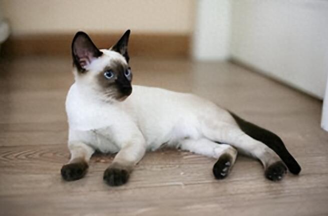 猫咪图片 猫咪图片品种大全