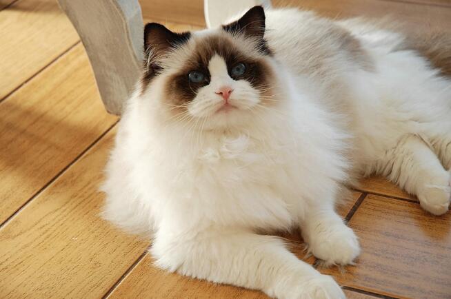 猫咪图片 猫咪图片品种大全