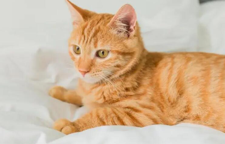 小猫 小猫图片 小猫咪怎么喂养