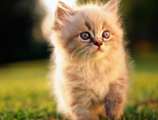 小猫 小猫图片 小猫咪怎么喂养