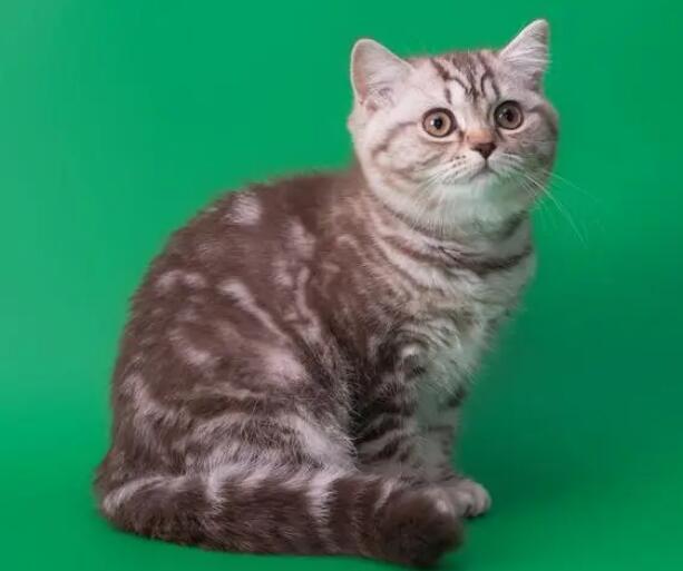 小猫 小猫图片 小猫咪怎么喂养