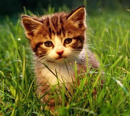小猫 小猫图片 小猫咪怎么喂养