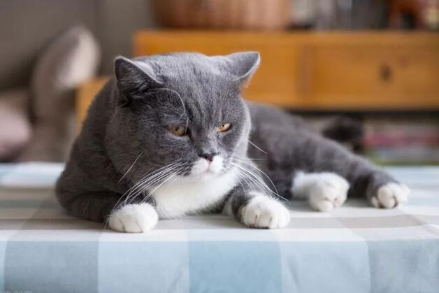 小猫图片 小猫图片品种大全