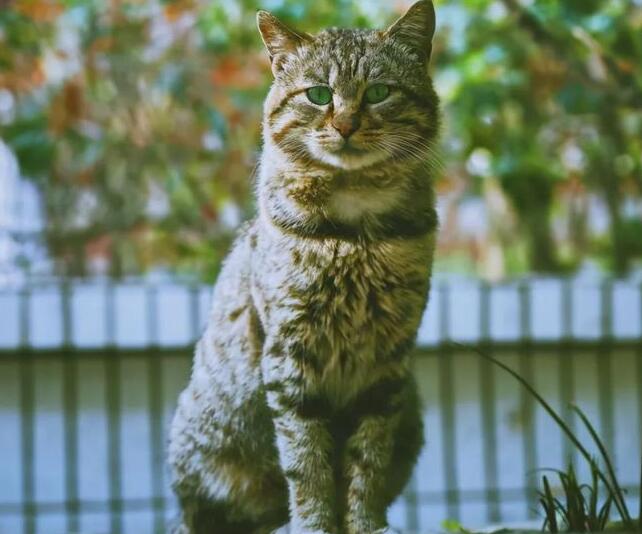 小猫图片 小猫图片品种大全
