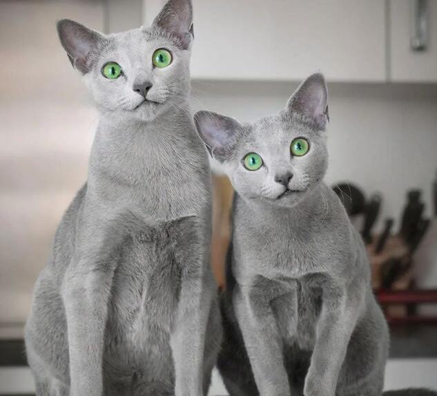 小猫图片 小猫图片品种大全