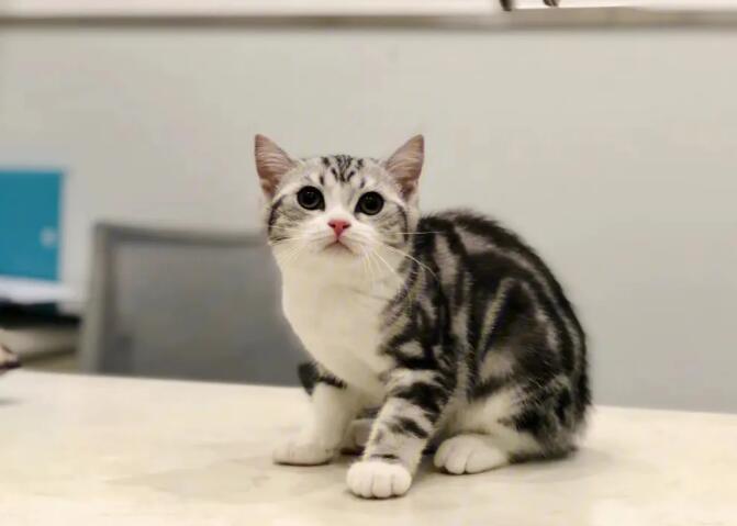 美短：原产于美国、被毛较短的家养猫