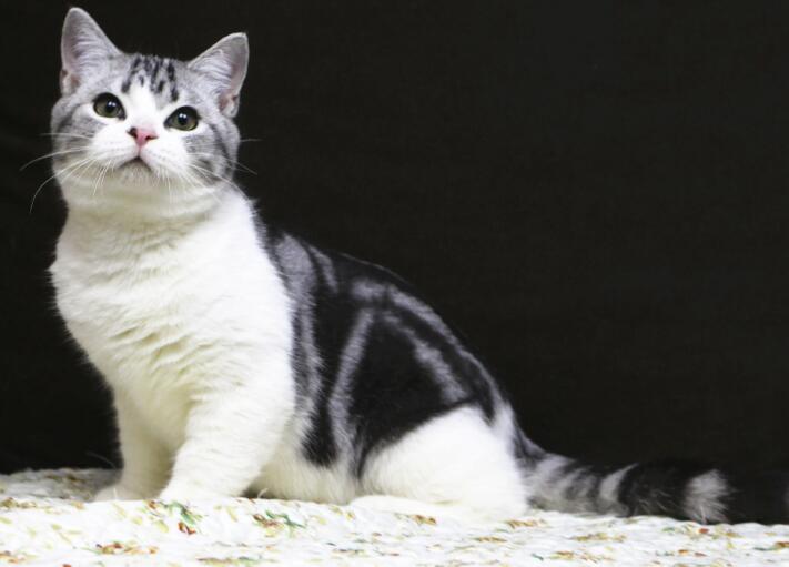 宠物猫：由野生猫经人类饲养驯化来的猫、哺乳纲猫科动物
