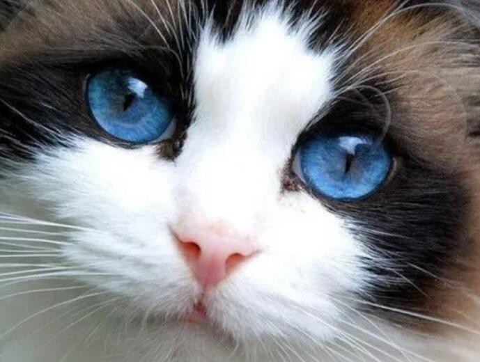 猫咪眼睛颜色分类 猫咪眼睛的颜色及品种