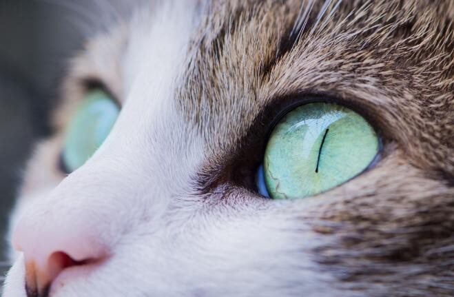猫咪眼睛颜色分类 猫咪眼睛的颜色及品种