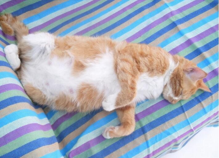 母猫发情期有什么明显表现  母猫发情了怎么处理