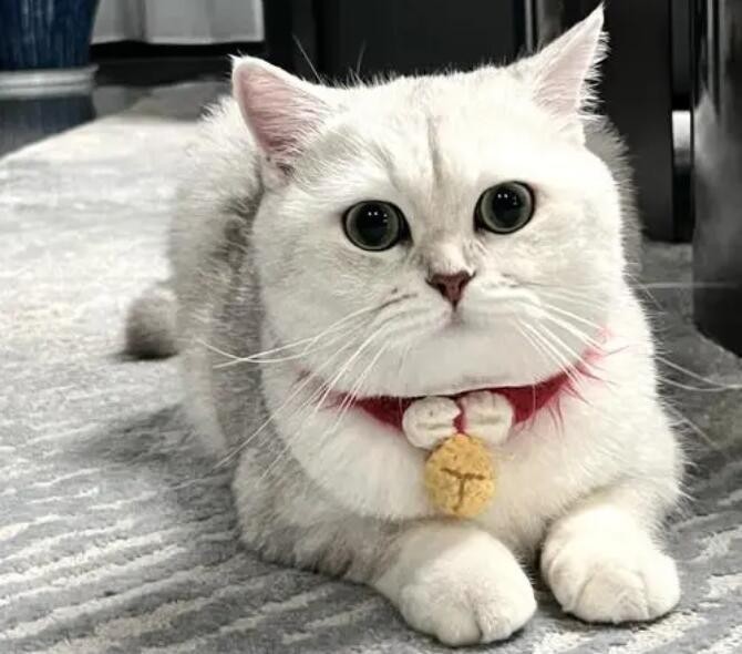 母猫发情期有什么明显表现  母猫发情了怎么处理